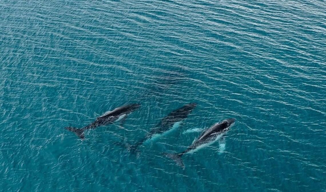 Forschende haben die Wanderung von Buckelwalen zwischen Gewässern östlich von Australien und Brasilien dokumentiert, bei denen Tiere mehr als 14.000 Kilometer zurücklegten.
