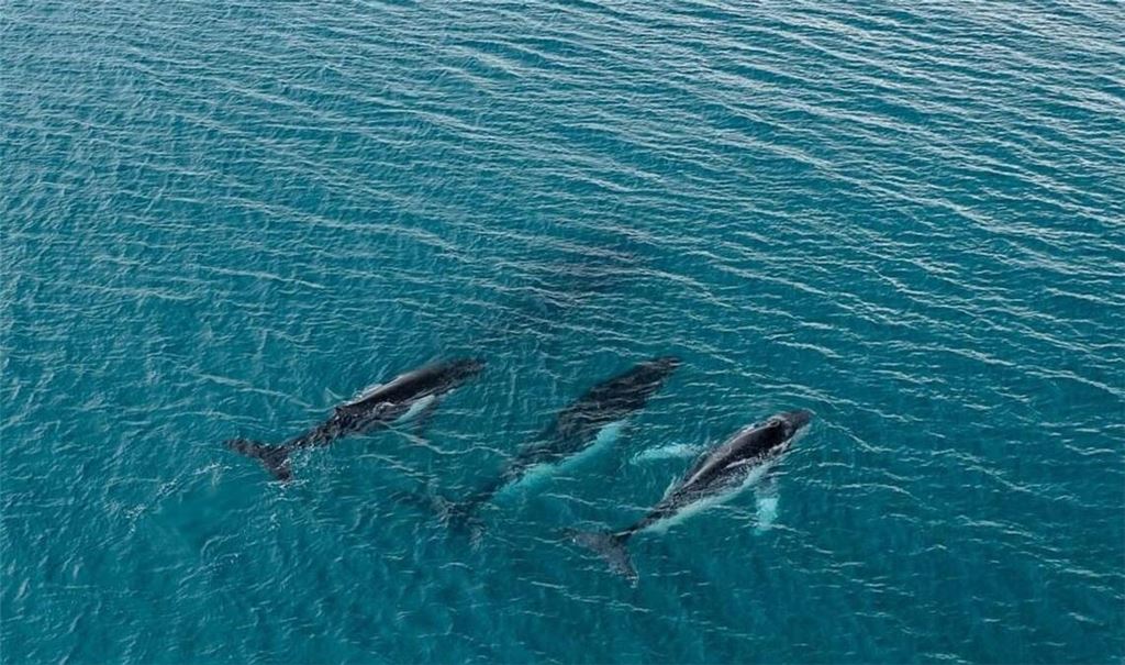 Forschende haben die Wanderung von Buckelwalen zwischen Gewässern östlich von Australien und Brasilien dokumentiert, bei denen Tiere mehr als 14.000 Kilometer zurücklegten.