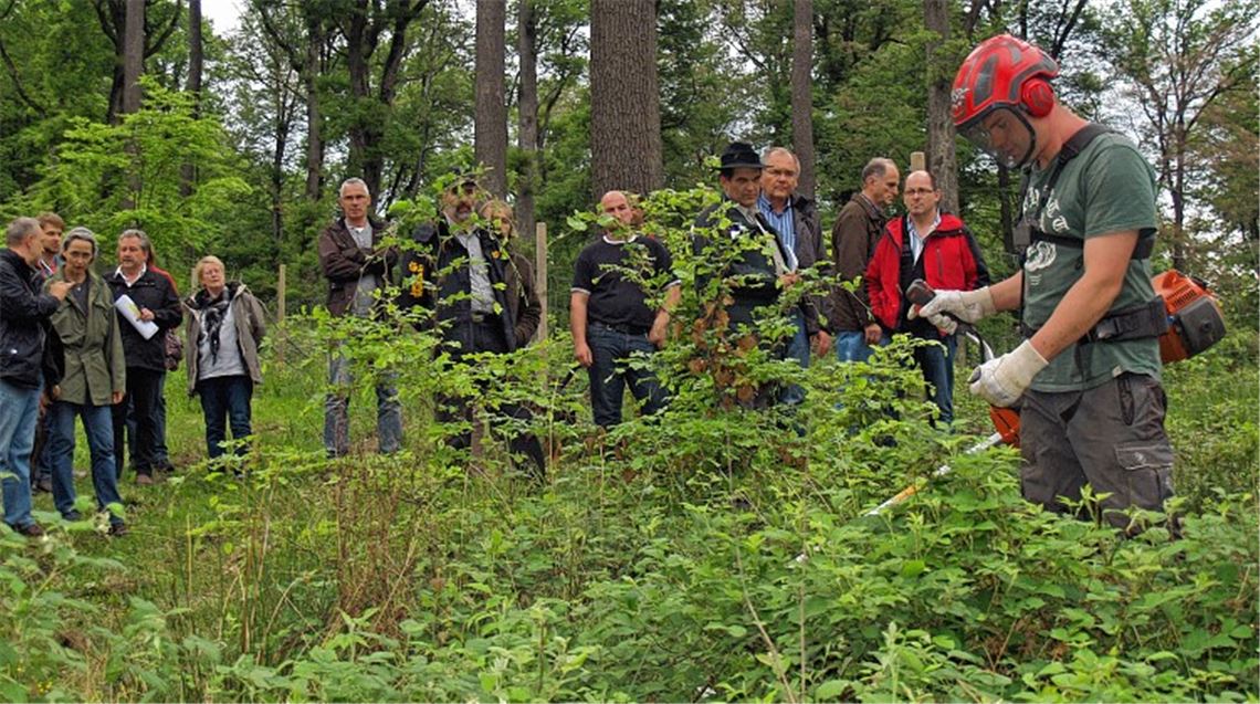 Forstmitarbeiter zeigen den Teilnehmern des Waldbegangs, wie aufwendig junge Bäume von Wildwuchs befreit werden müssen.