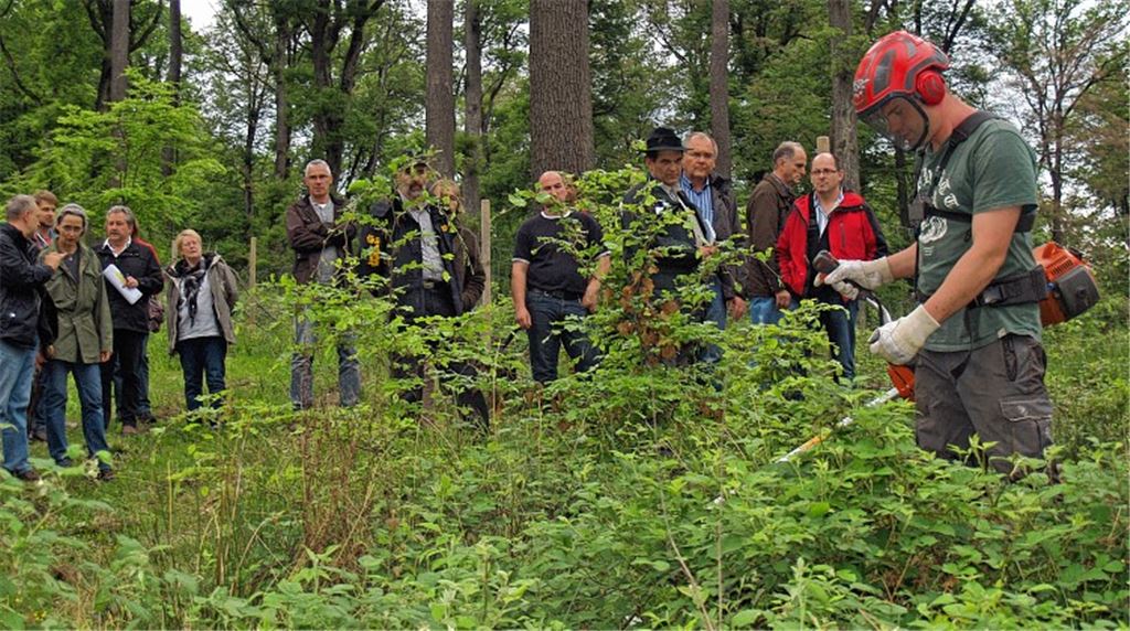 Forstmitarbeiter zeigen den Teilnehmern des Waldbegangs, wie aufwendig junge Bäume von Wildwuchs befreit werden müssen.