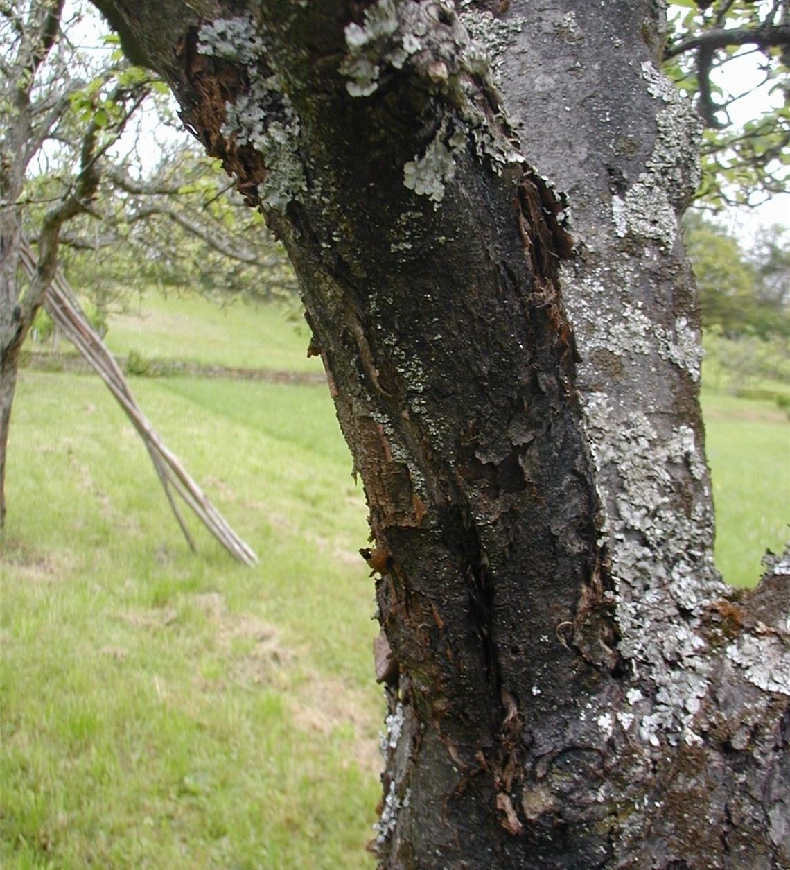 Fortgeschrittener Befall mit schwarzem Rindenbrand am Stamm.Enzkreis/Reisch