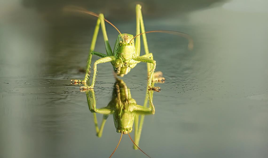 Foto 11: Immer auf dem Sprung sind Heuschrecken. In diesem Bild gleich gespiegel...