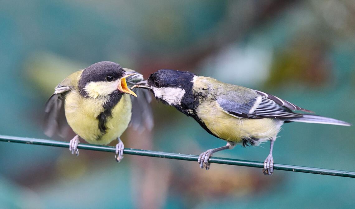Foto 5: Die Natur liefert die schönsten Bilder. Unter anderem dieses Vogelpärche...