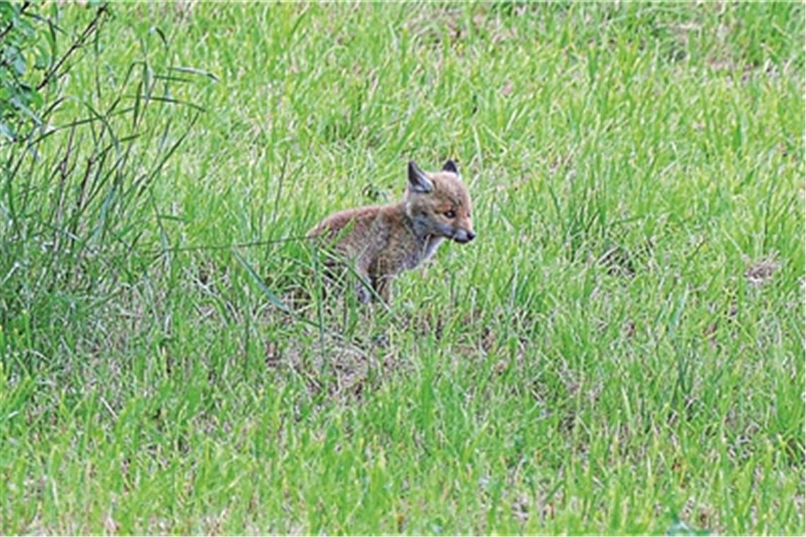 Junger Fuchs auf Entdeckungstour Foto: Lechner