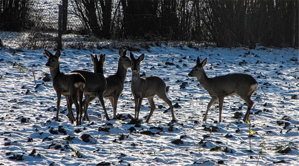 Winterbilder