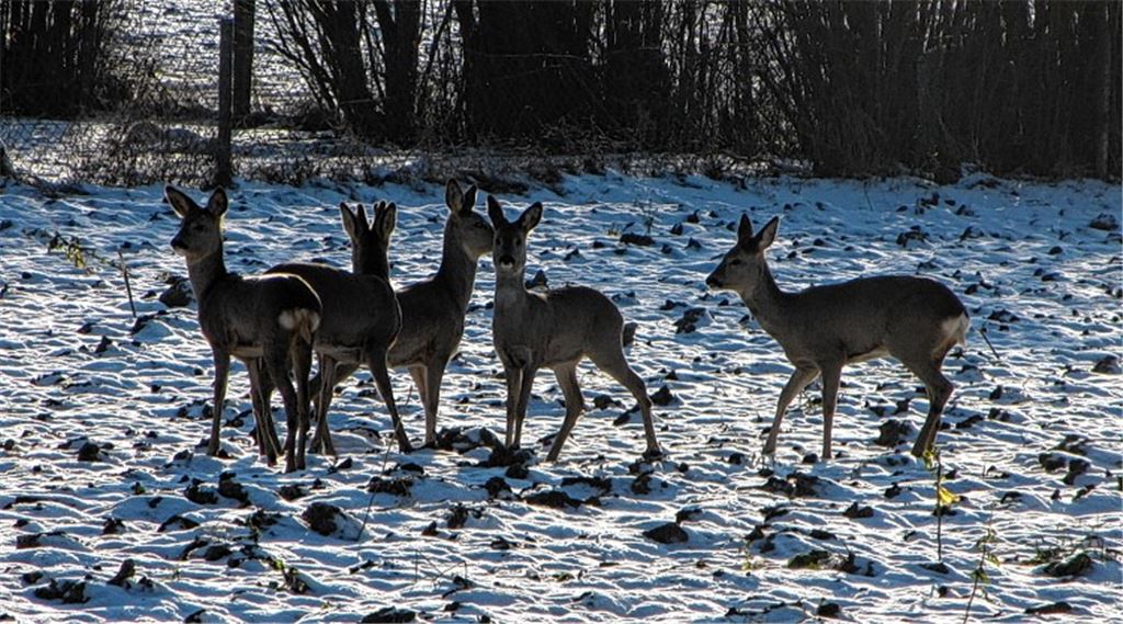 Winterbilder