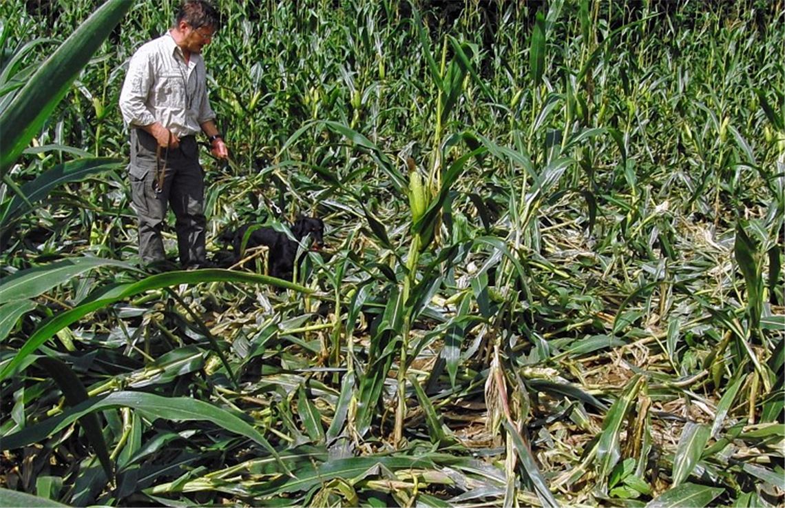Frank Bäuerle nimmt eine verwüstete Maislandschaft in Augenschein. Er muss nicht nur den Schaden schätzen, sondern auch herausfinden, welches Tier im Acker getobt hat.Foto: Lechner