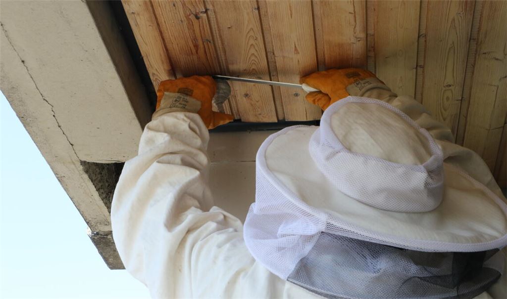 Frank Hemsing entfernt ein kleines Wespennest auf einem Balkon. Foto: Deeg