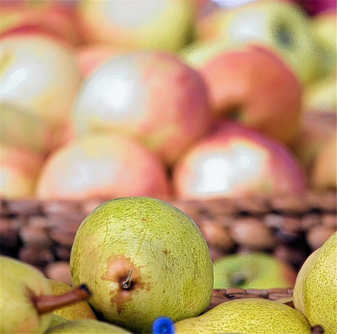 Knackige Früchte im Treffpunkt BW