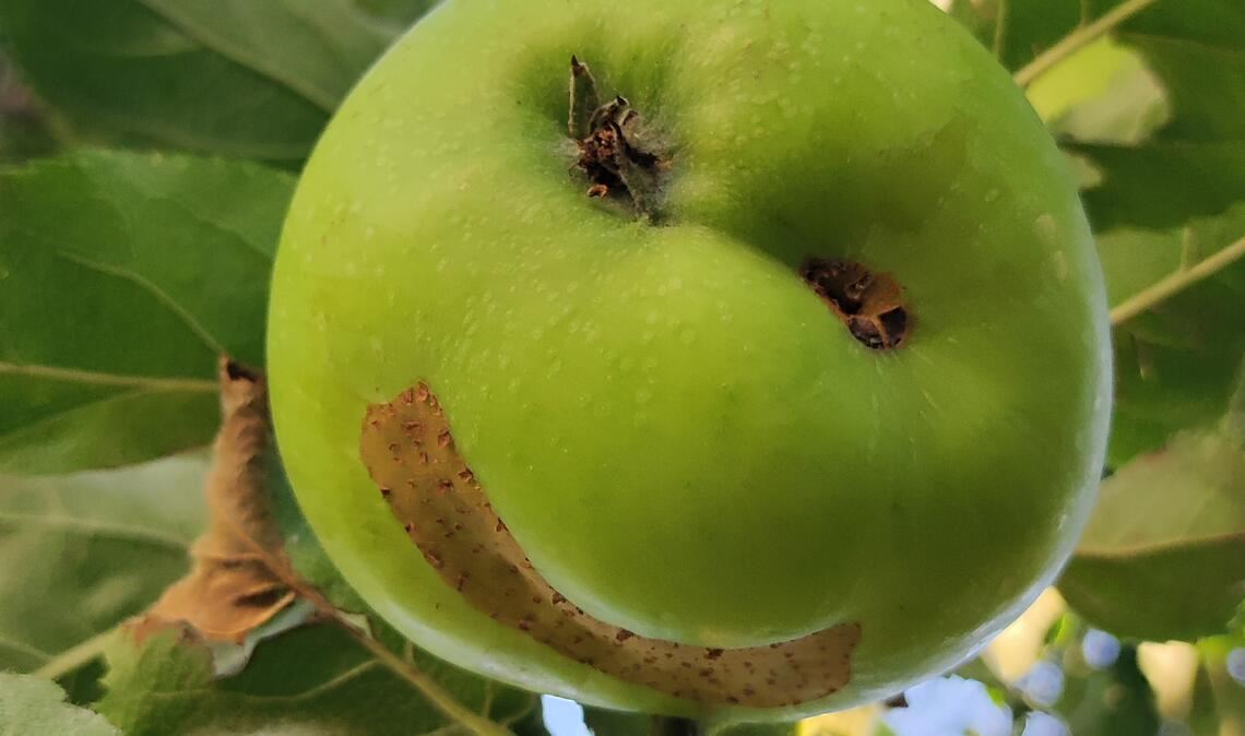 Fröhlicher Apfel. Foto: Simone Möhler