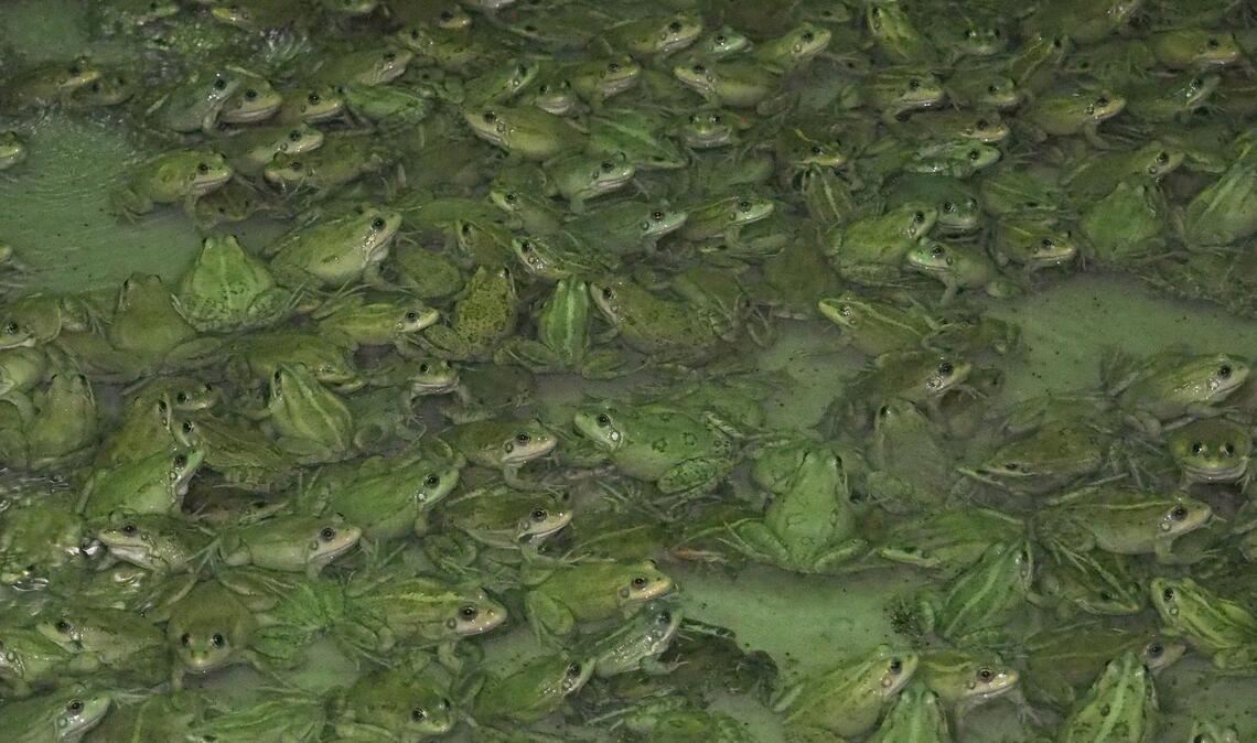 Frösche wachsen in der Froschfarm von Patrick François in Südfrankreich heran.