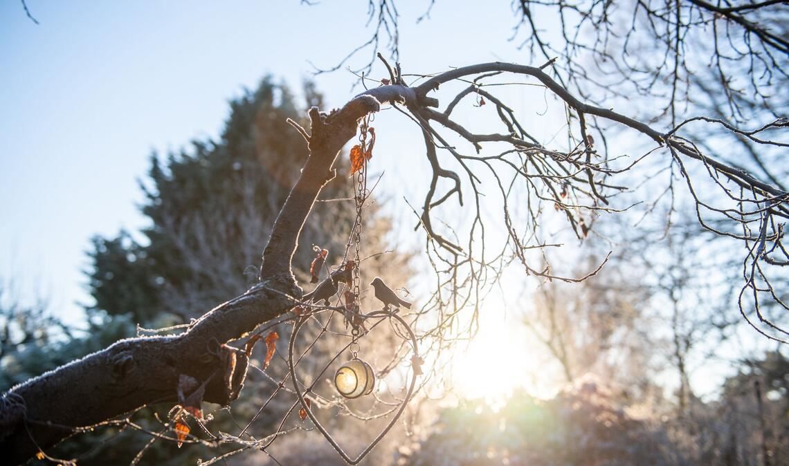 Frostige Morgen kommen auch noch im Frühling vor. Und das gefährdet kälteempfindliche Pflanzen im Garten.