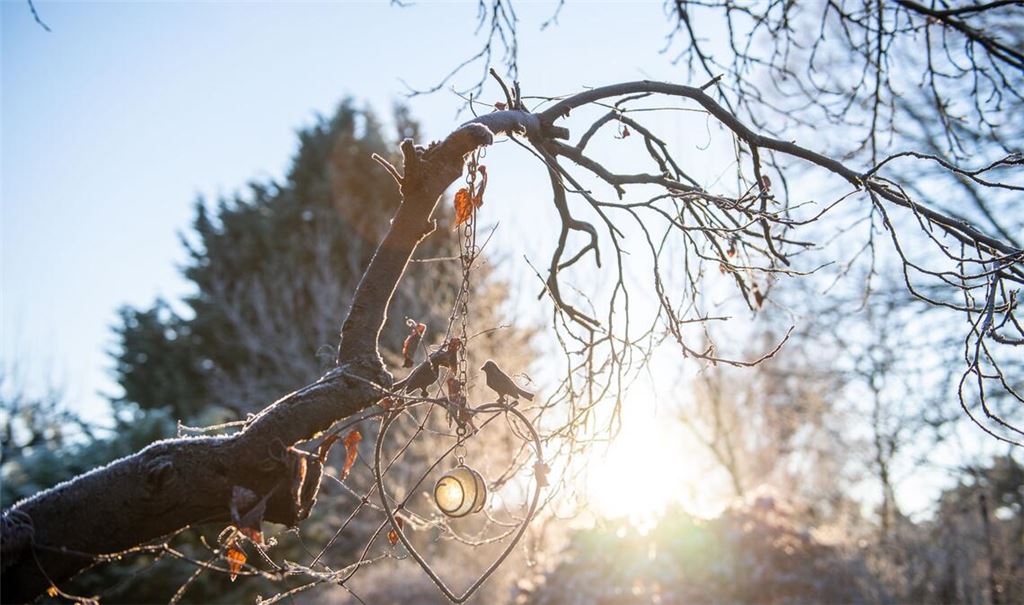 Frostige Morgen kommen auch noch im Frühling vor. Und das gefährdet kälteempfindliche Pflanzen im Garten.