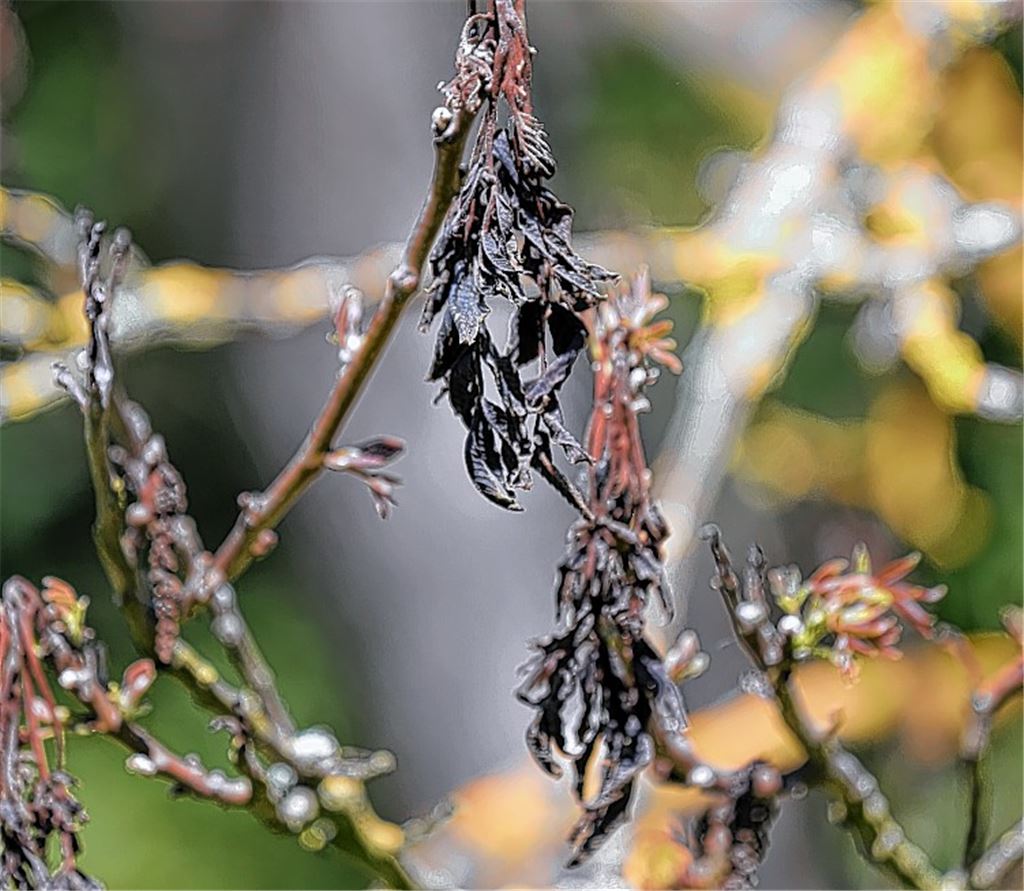Frost trifft Illinger Ölmühle hart