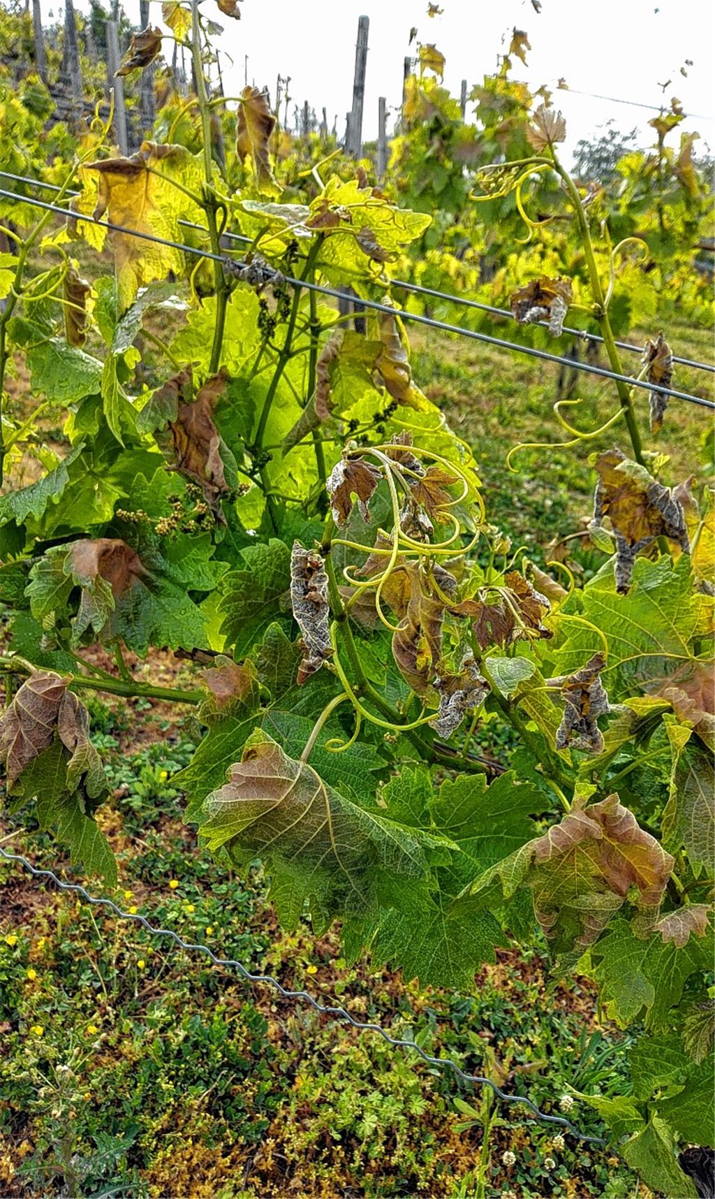 Frostschäden in den Weinbergen bei Ölbronn.Leserfoto: Wolfgang Scheible