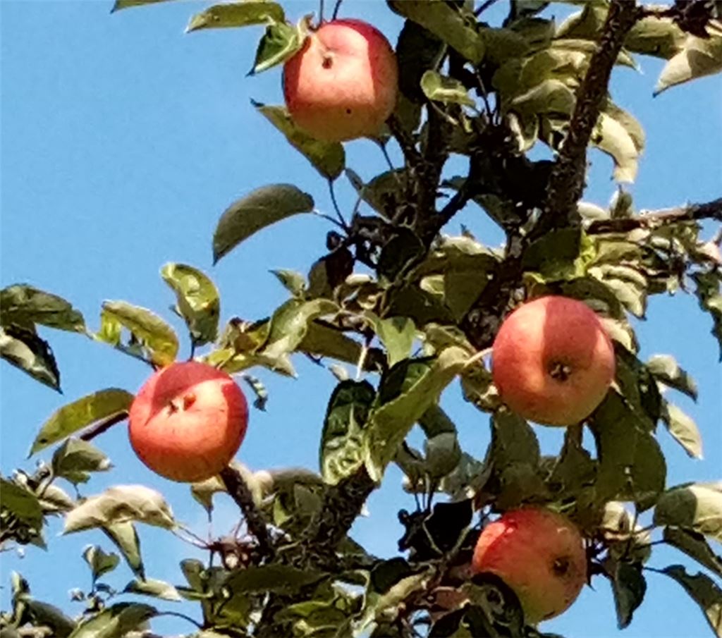 Fruchtige Grüße für alle, die heute Geburtstag haben, von Anita Leize aus Ötisheim.