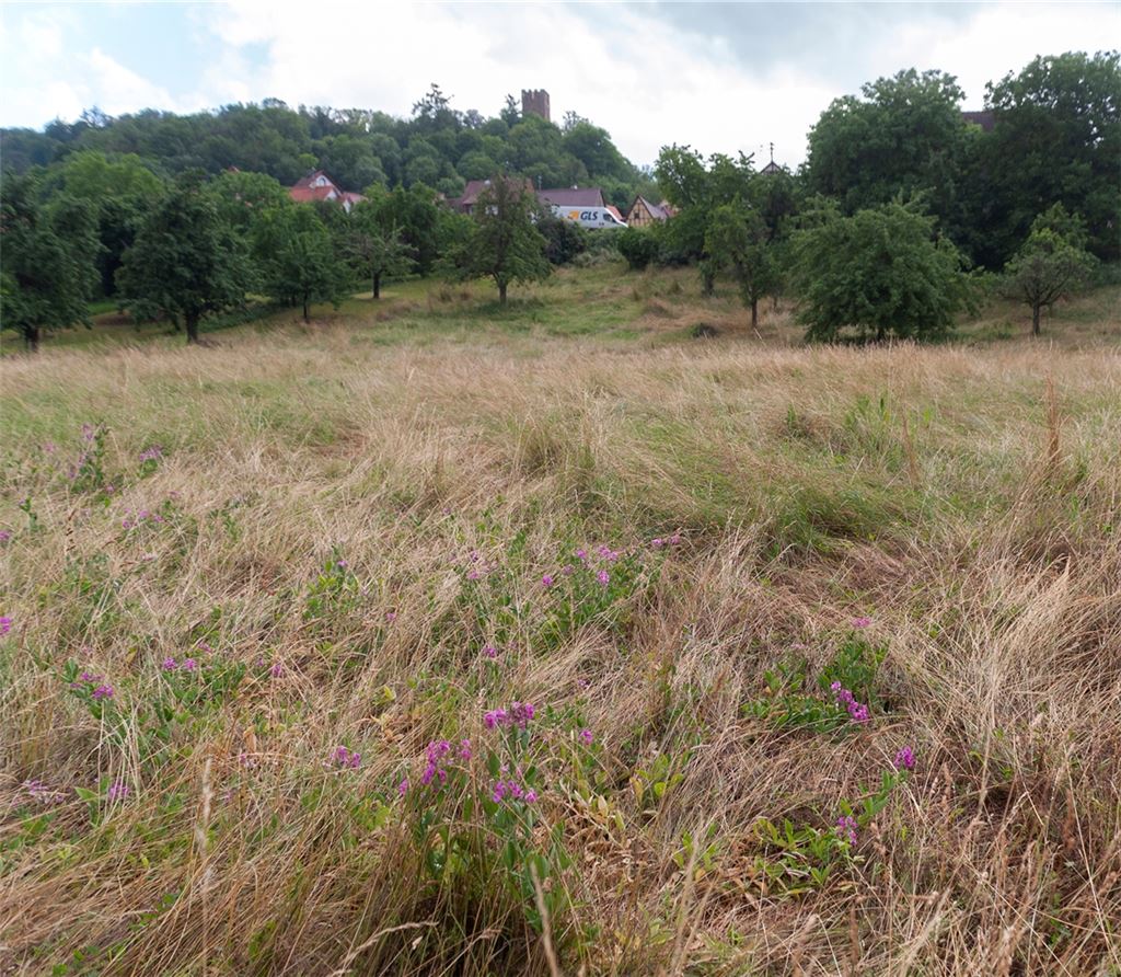 Früh im neuen Jahr soll in Sternenfels das Gebiet „Nähere Hofstatt“ – mit Blick auf den Schlossbergturm im Hintergrund – erschlossen werden. Foto: Fotomoment