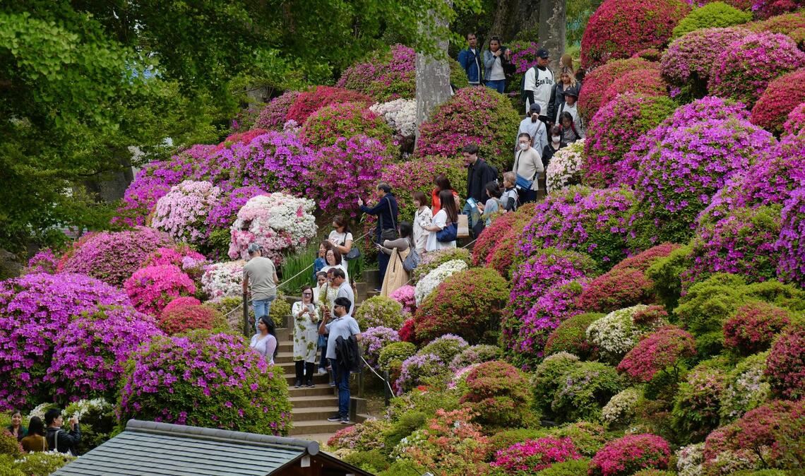 Frühling in Japan: Menschen flanieren in Tokio zwischen blühenden Azaleen.
