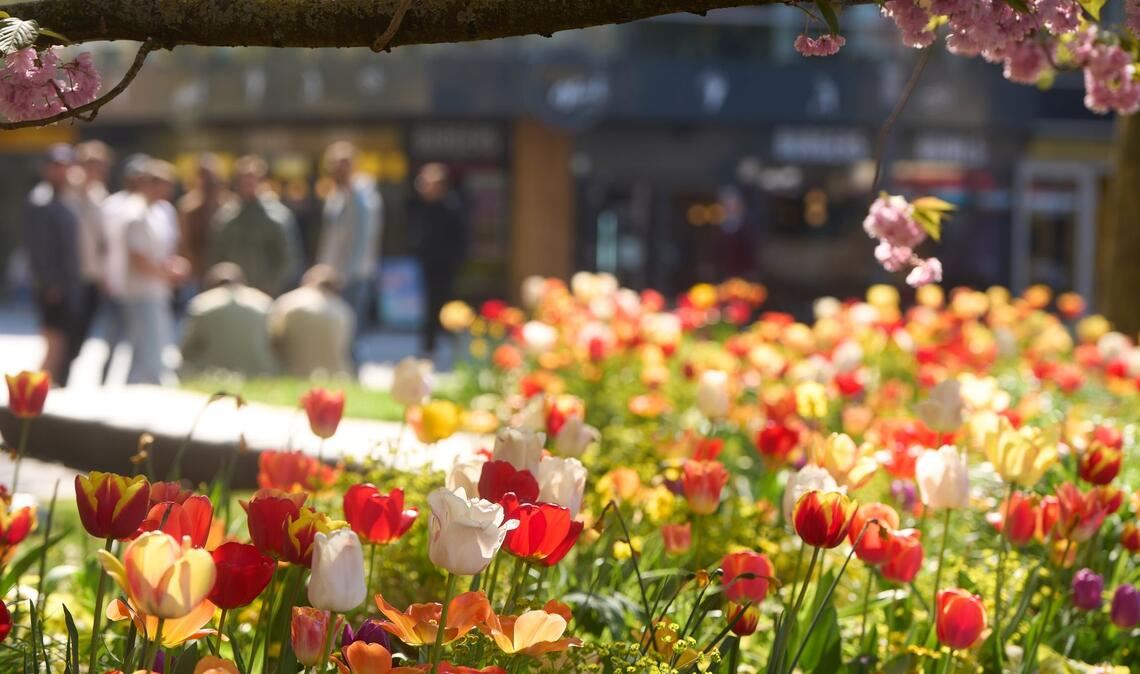 Frühlingsblüten in Koblenz