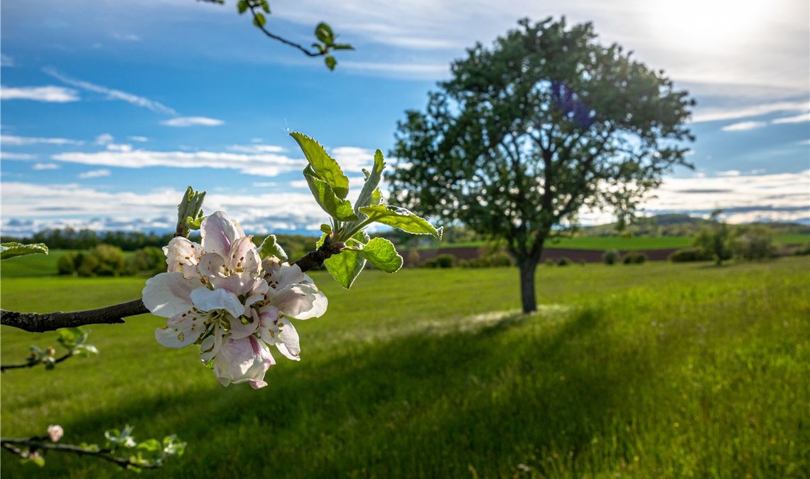 Frühlingstag bei Diefenbach.   Foto: Tobias Schwarzbäcker, Maulbronn