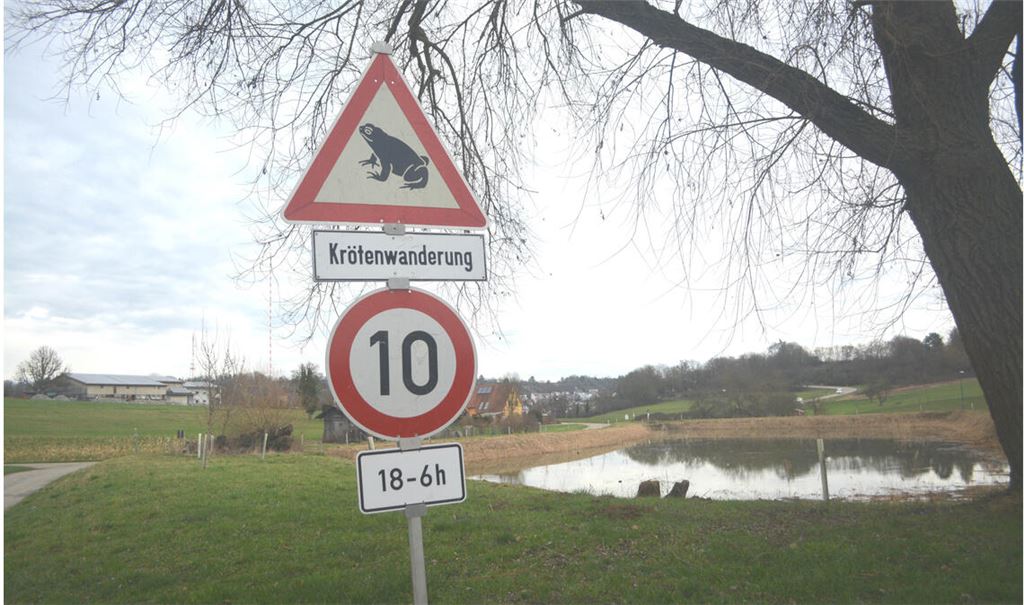 Frühstart: Am Wullesee in Dürrmenz hat bereits die Krötenwanderung begonnen.