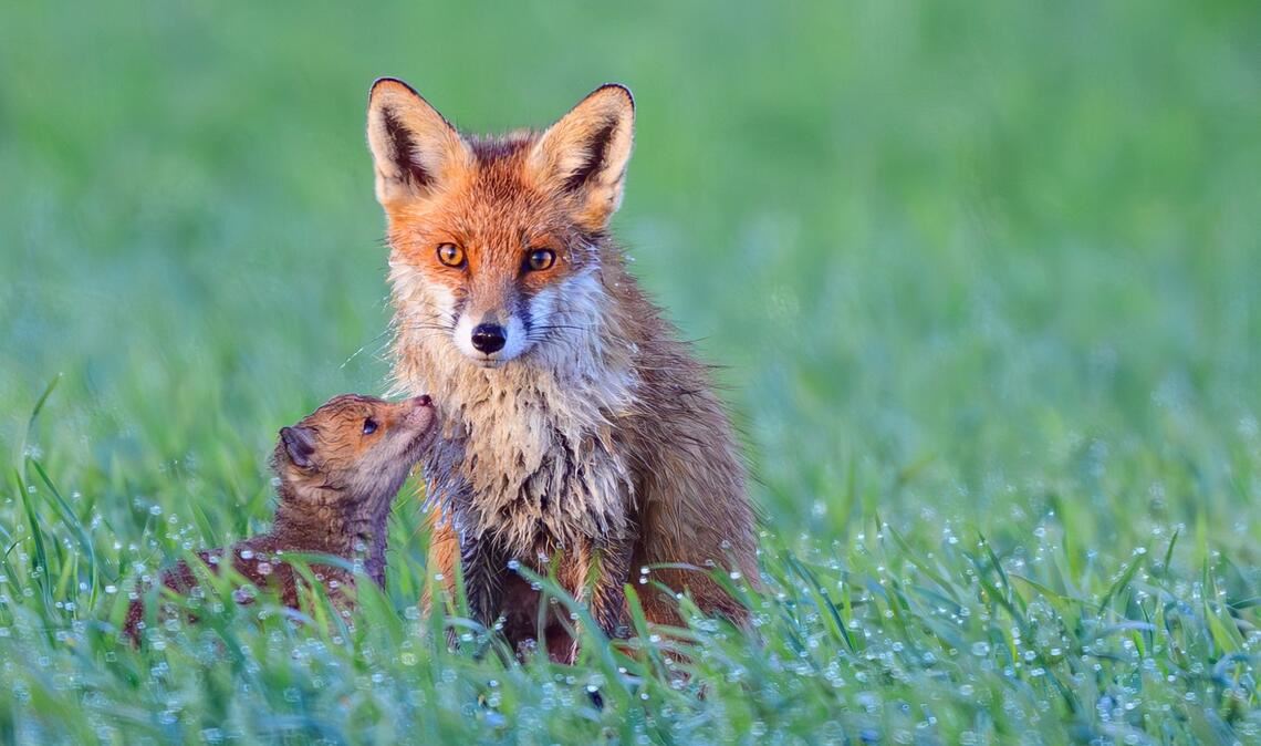 Füchse im Morgentau