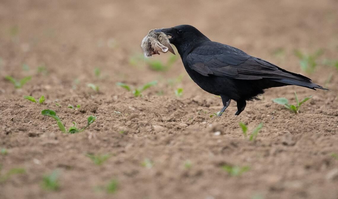 Füchse und Waschbären zählen zu den wichtigsten Fressfeinden der Mümmler. Auf diesem Foto hatte ein Langohr gegen eine Krähe das Nachsehen. (Symbolbild)
