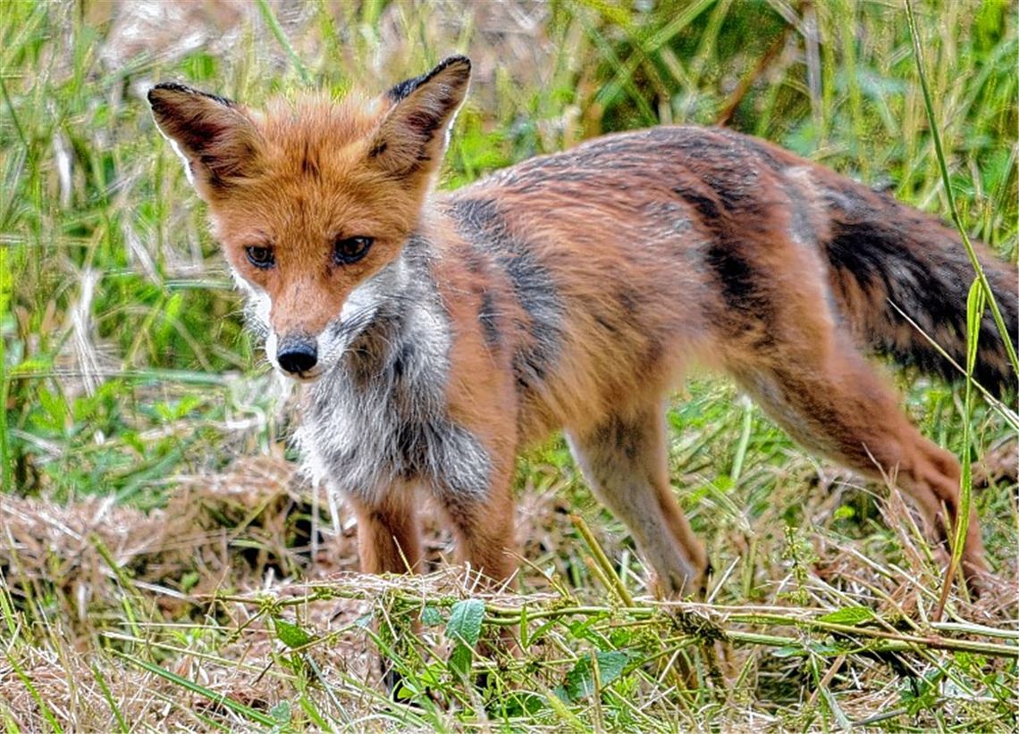 Fuchs streunt durch Großglattbach