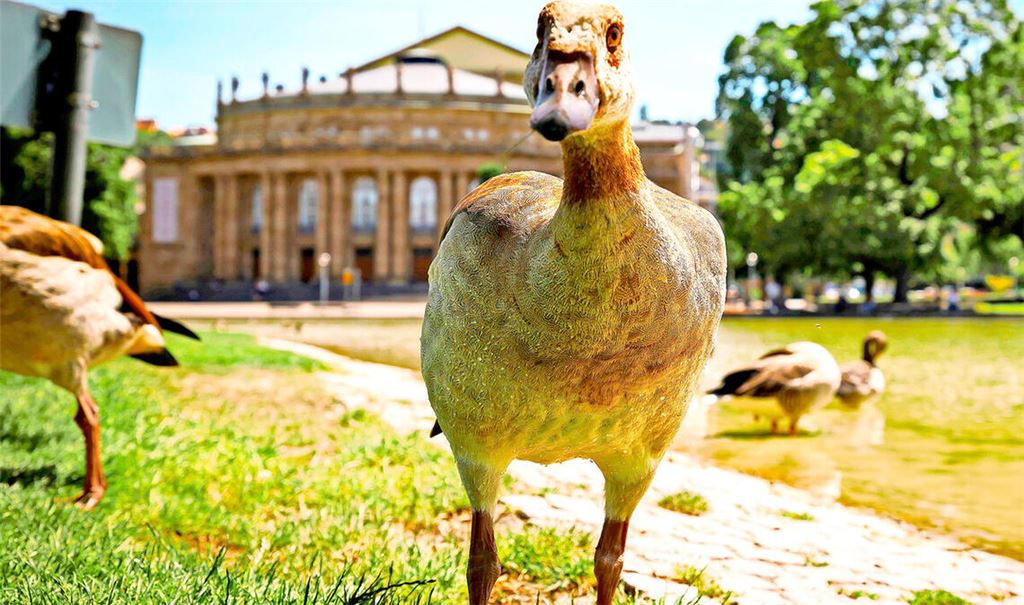 Fühlen sich im Schlossgarten seit Jahren heimisch: Nilgänse.