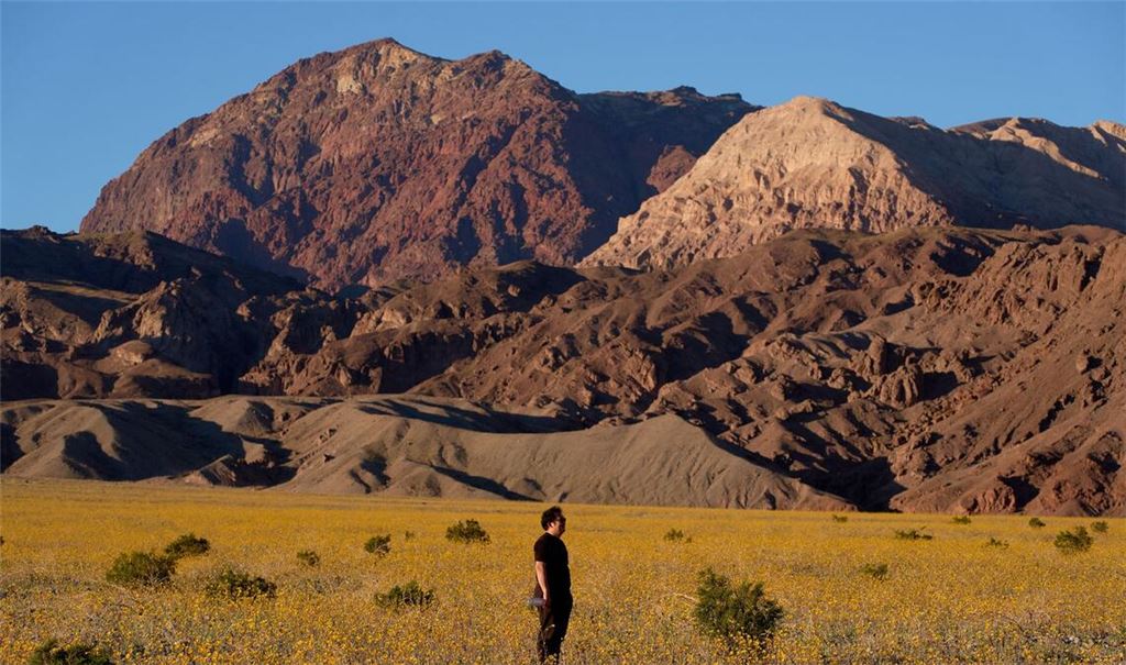 Für Auge und Nase eine Wohltat: Das sonst so trockene und heiße Death Valley im Westen der USA schimmert derzeit in den Farben verschiedener Wildblüten.