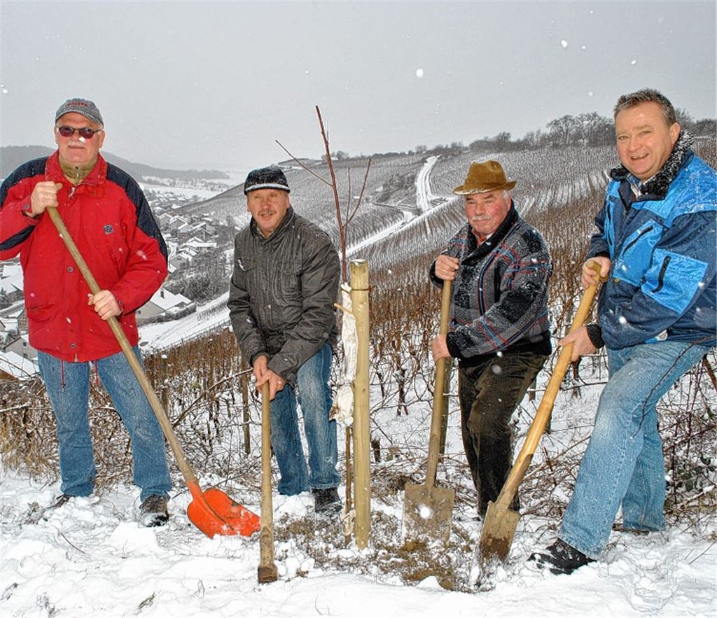 Für Farbtupfer im Weinberg sollen die von den WG-Mitgliedern gepflanzten Bäume sorgen. Robert Burkhardt (v.li.), Vorstands-Vorsitzender Armin Notter, Organisator Günter Hauf und Geschäftsführer Dieter Epple hoffen, dass noch mehr Ausflügler den Weg in die Weinberge finden.Foto: Stahlfeld