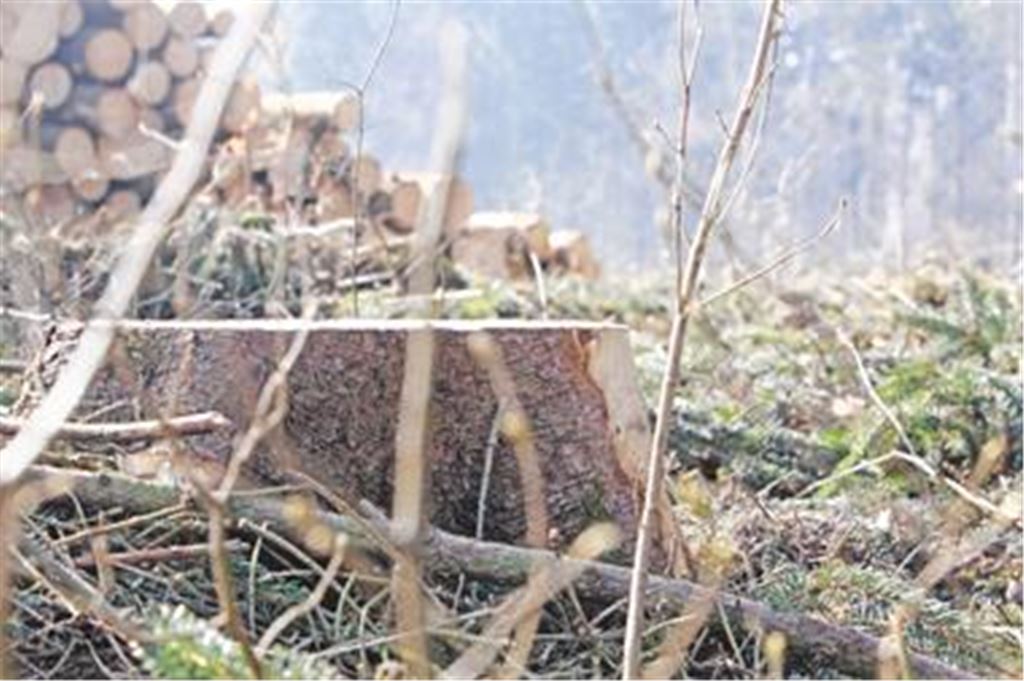 Für Irritationen haben die Rodungsarbeiten an den Klosterseen gesorgt, dabei handelt es sich laut Revierförster Rolf Esslinger um eine ganz normale forstliche Umnutzung. Foto: Goertz