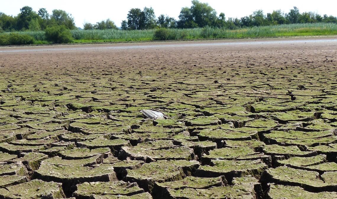 Für Laien kein schöner, sondern eher ein erschreckender Anblick: der trockengelegte Roßweiher im Sommer 2023. Foto: Archiv