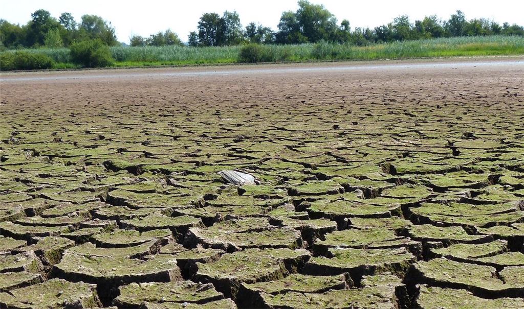 Für Laien kein schöner, sondern eher ein erschreckender Anblick: der trockengelegte Roßweiher im Sommer 2023. Foto: Archiv