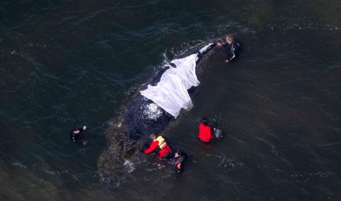 Für Wildtiere bedeute jede Annäherung Stress, betonen Experten.