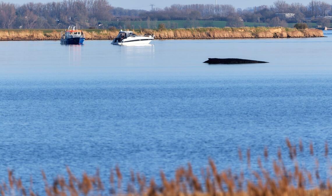 Für den Buckelwal in der Wismarer Bucht sind die Überlebenschancen sehr gering. (Archivbild)