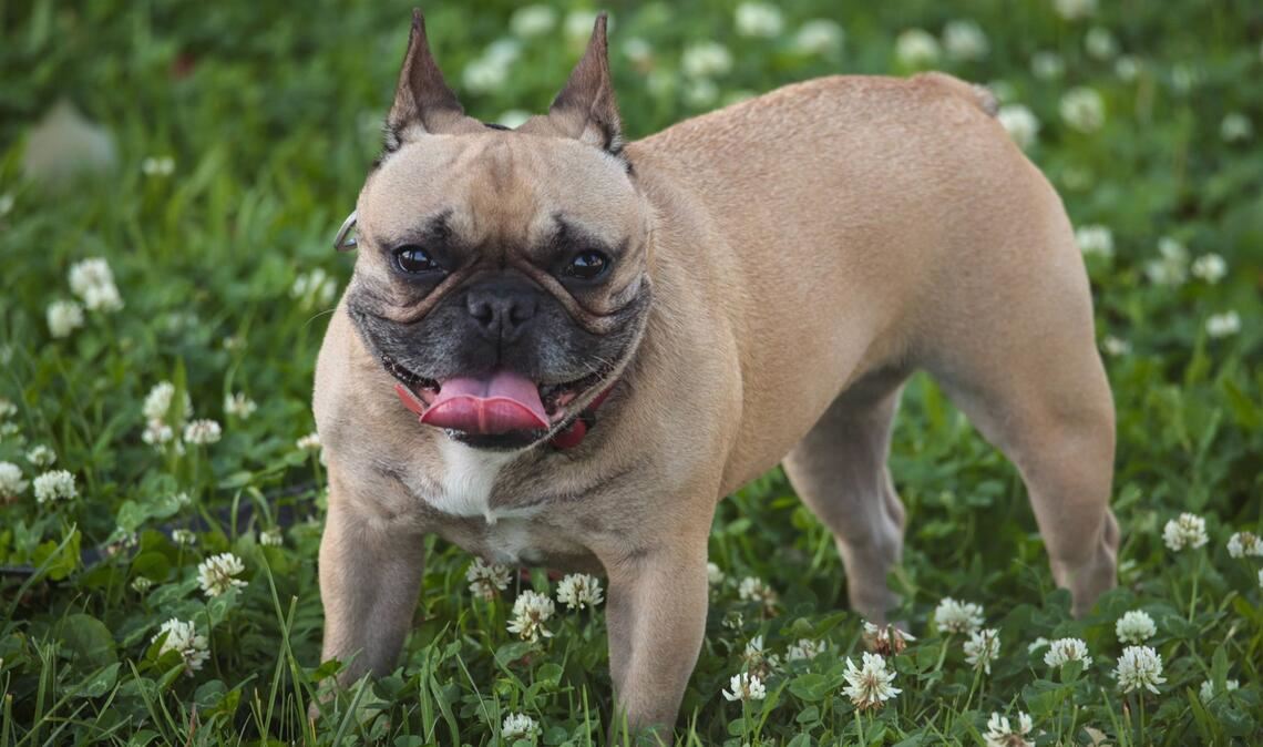 Für den Bulldogge kam jede Hilfe zu spät (Symbolbild).