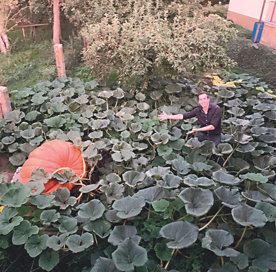 Für den Pracht-Kürbis zeichnen Matthias und Hermann Habermaier verantwortlich.privat