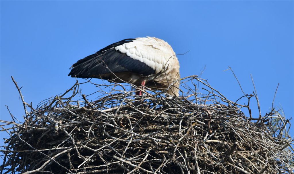 Für den menschlichen Beobachter bleibt unklar, was sich in der Mulde befindet. Da der Horst inzwischen immer häufiger leer ist, schwindet die Hoffnung auf Nachwuchs. Fotos: Bosch
