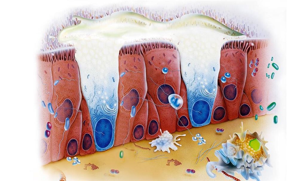 Für die Beschaffenheit des Mucus sind bestimmte Glykoproteine verantwortlich, die sogenannten Mucine. Im Zusammenspiel mit ihrer jeweiligen Umgebung bestimmten sie, ob der Schleim dünnflüssig wie in der Lunge oder zäher wie im Magen ist.