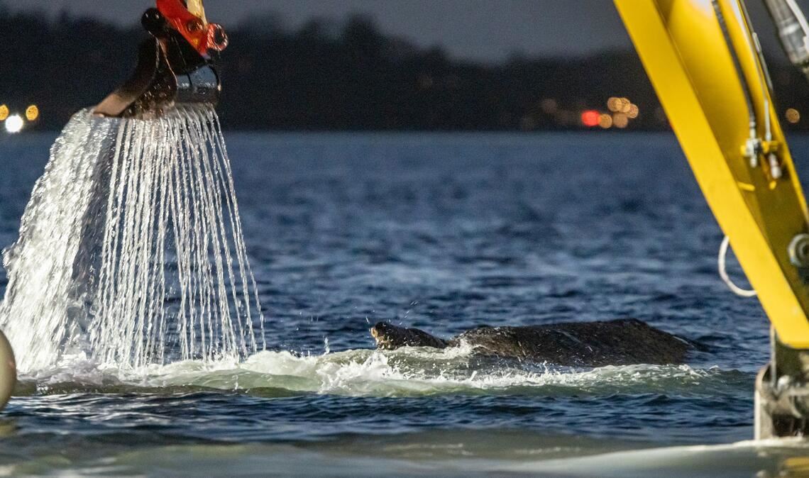 Für die Rettung des Wals war eine Rinne ausgehoben worden.