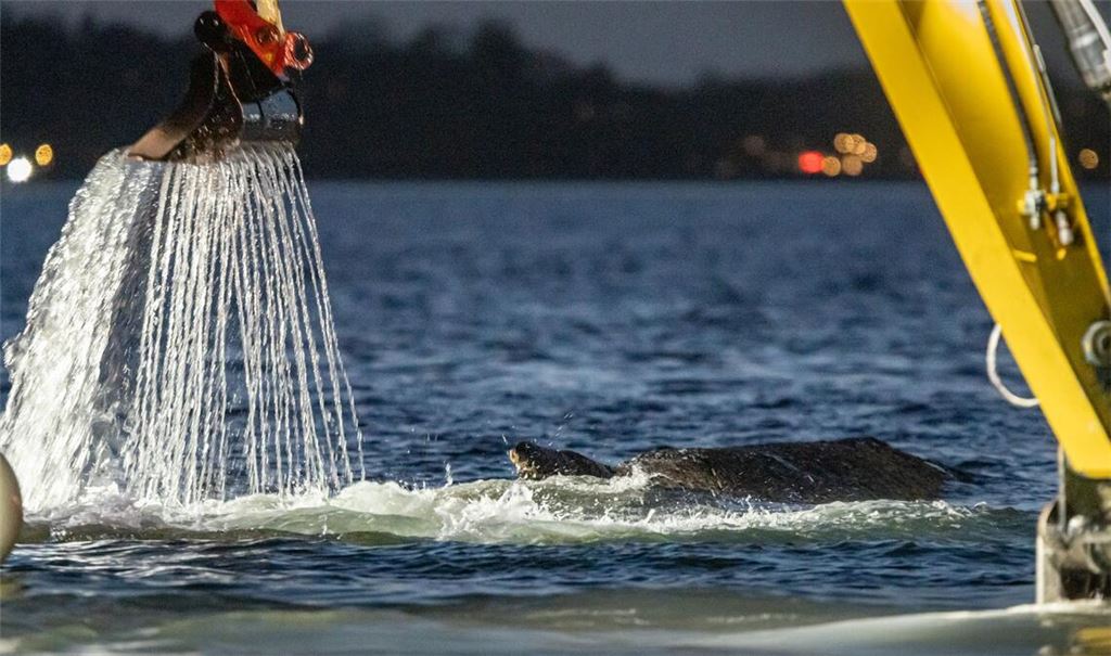 Für die Rettung des Wals war eine Rinne ausgehoben worden.