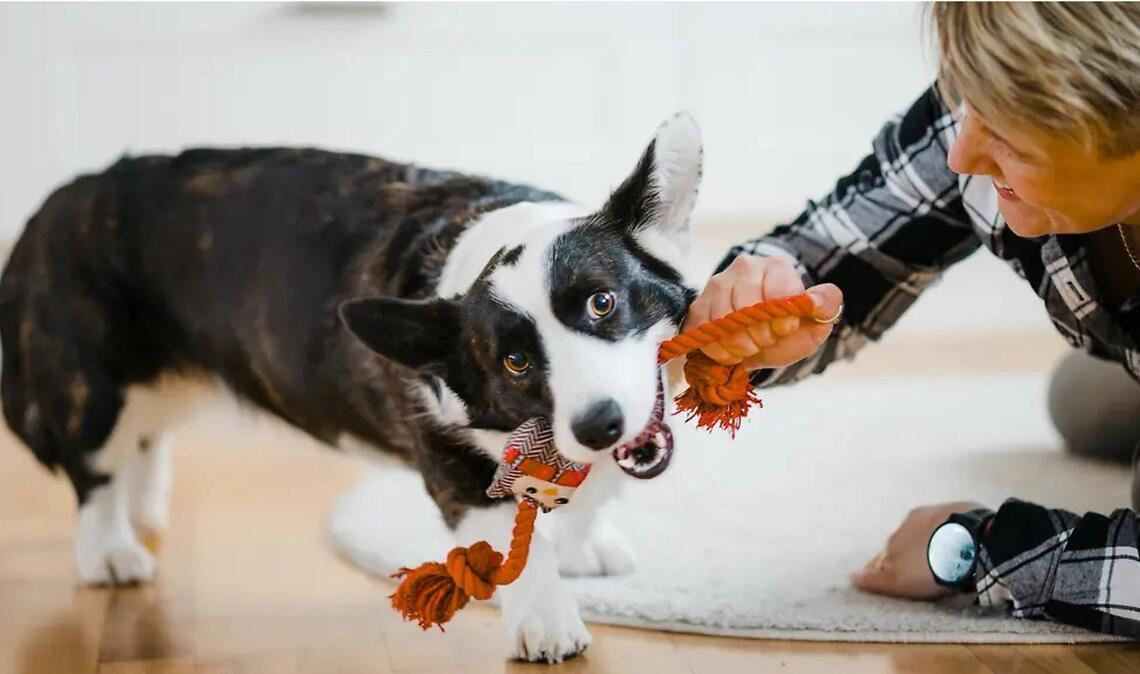 Für eine gute Beziehung zum eigenen Hund wird Spielen empfohlen - eine Studie stützt diesen Rat.