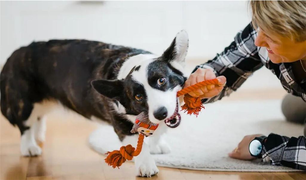 Für eine gute Beziehung zum eigenen Hund wird Spielen empfohlen - eine Studie stützt diesen Rat.