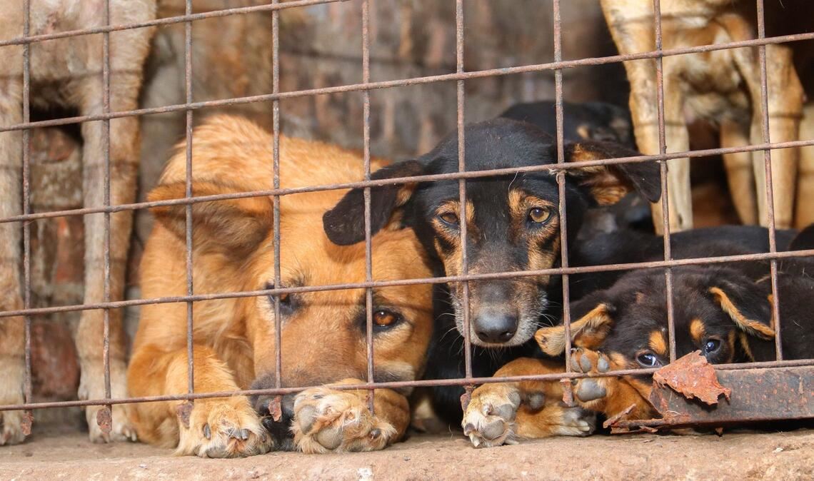Für inszenierte Rettungsaktionen werden Tiere oft absichtlich misshandelt.