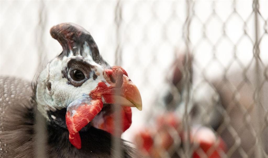 Für seine Perlhühner blau mit Perlung wird Ludwig Gille mit dem Vereinsmeistertitel Geflügel und einem Landesverbands-Ehrenpreis belohnt. Foto: Fotomoment