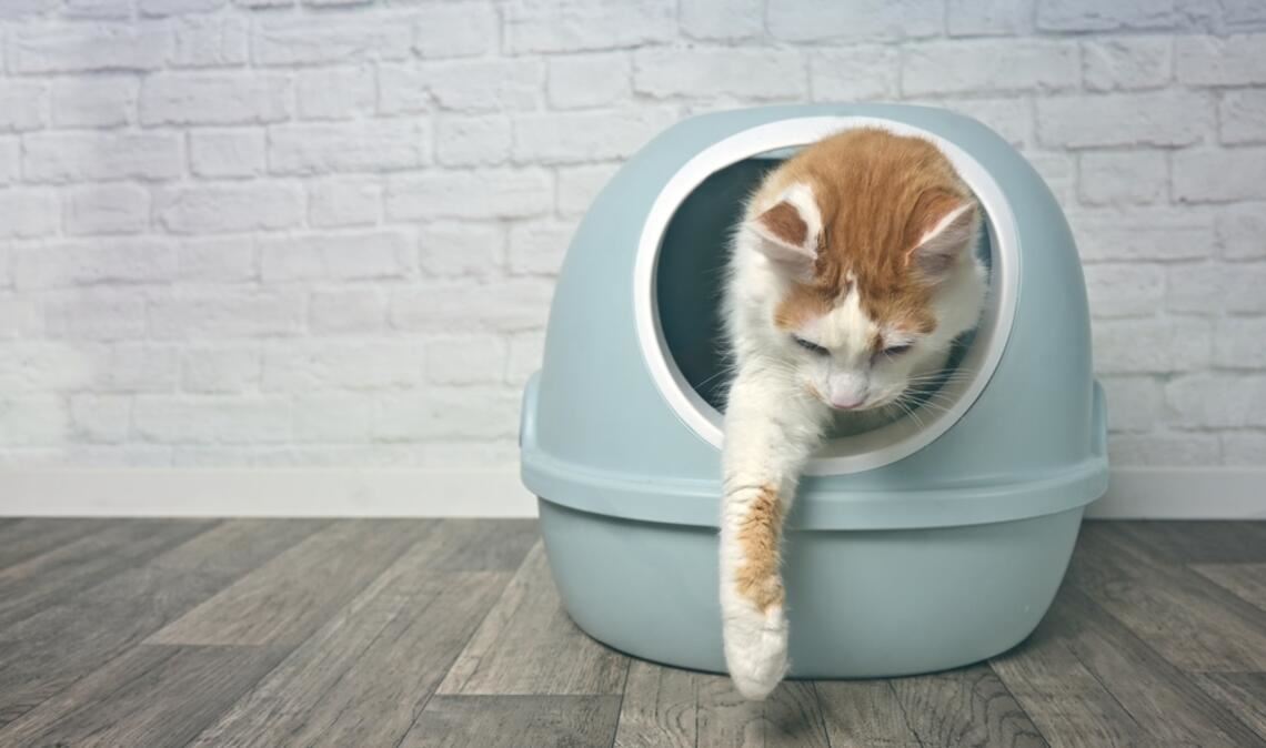 Für viele Katzen sind solche Katzenklos mit Deckel nicht ideal.