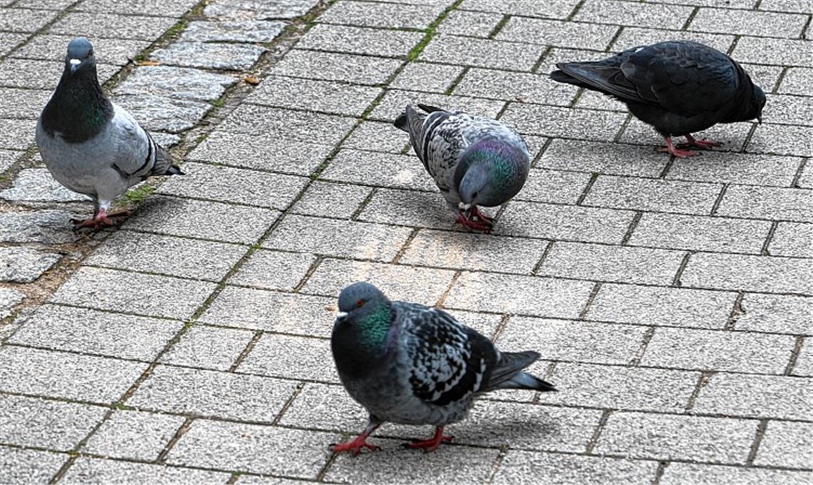 Appell der Stadt: Tauben nicht füttern!