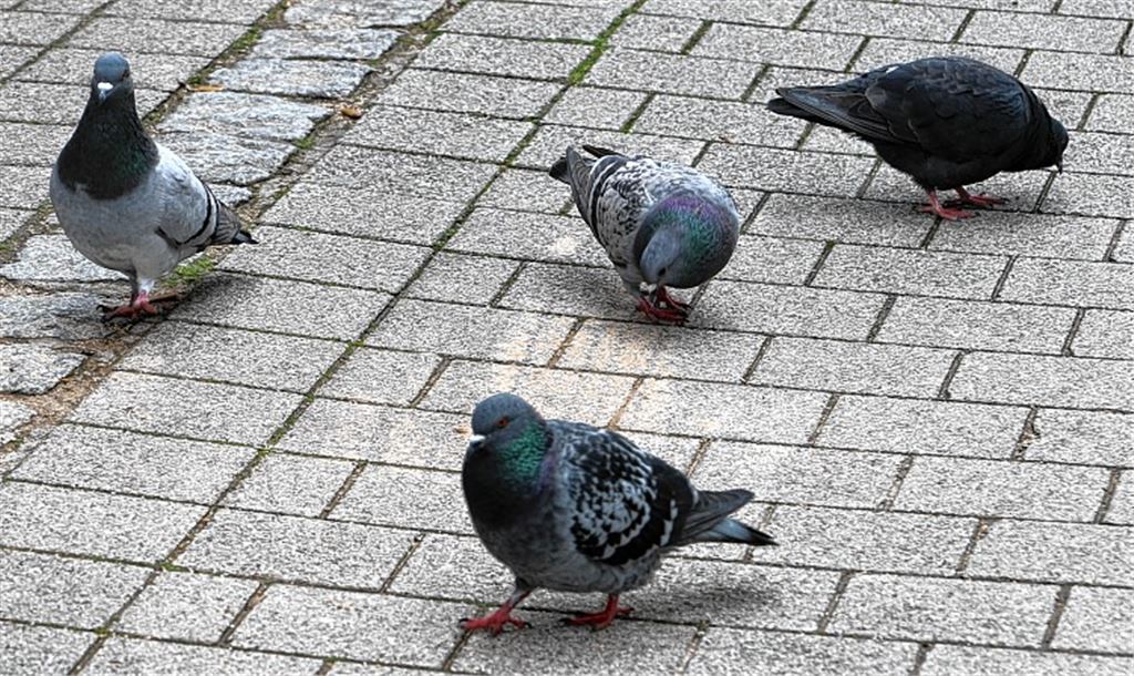 Appell der Stadt: Tauben nicht füttern!