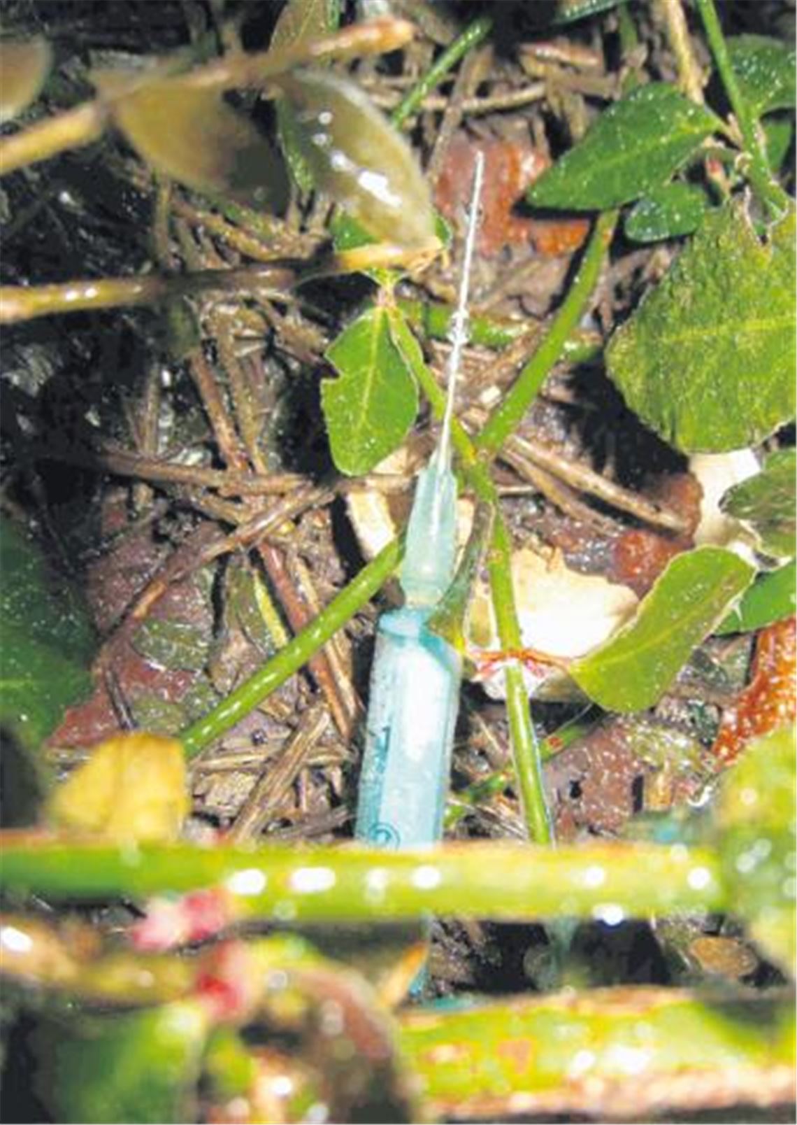 Fundstück in den Herrschaftsgärten: Eine (gebrauchte) Drogenspritze.
Foto: p